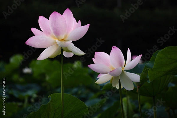 Obraz 진흙에서 자라지만 정갈한 연꽃