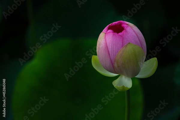 Obraz 진흙에서 자라지만 정갈한 연꽃