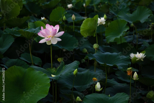 Obraz 진흙에서 자라지만 정갈한 연꽃