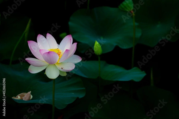 Obraz 진흙에서 자라지만 정갈한 연꽃