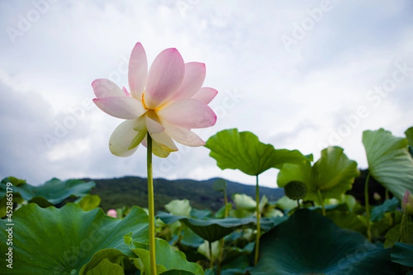 Obraz 진흙에서 자라지만 정갈한 연꽃