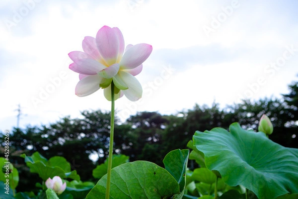 Obraz 진흙에서 자라지만 정갈한 연꽃