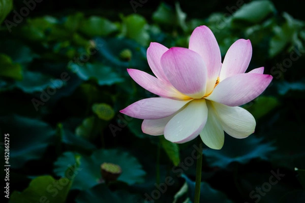 Obraz 진흙에서 자라지만 정갈한 연꽃