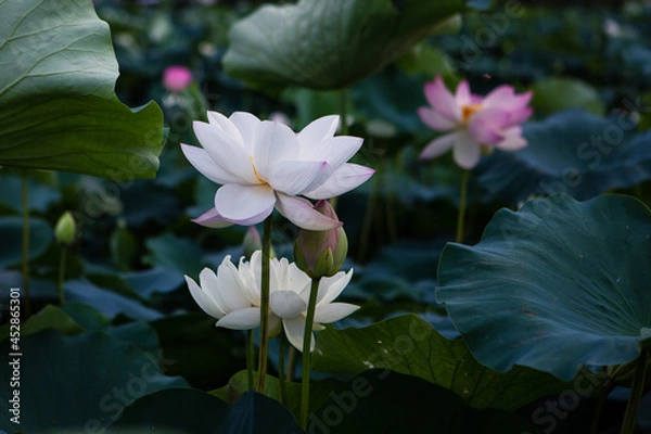 Obraz 진흙에서 자라지만 정갈한 연꽃