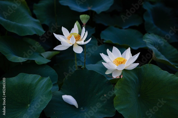 Obraz 진흙에서 자라지만 정갈한 연꽃