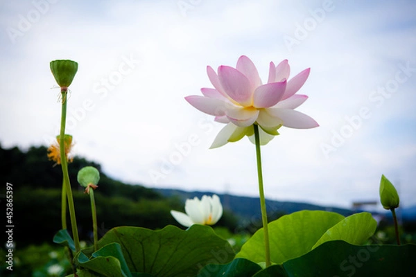 Obraz 진흙에서 자라지만 정갈한 연꽃