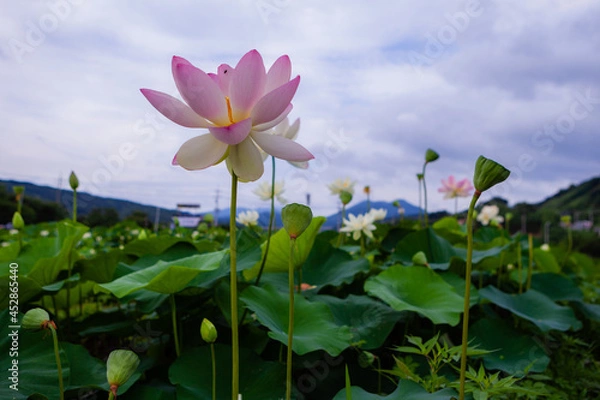 Obraz 진흙에서 자라지만 정갈한 연꽃