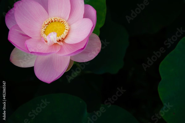 Obraz 진흙에서 자라지만 정갈한 연꽃