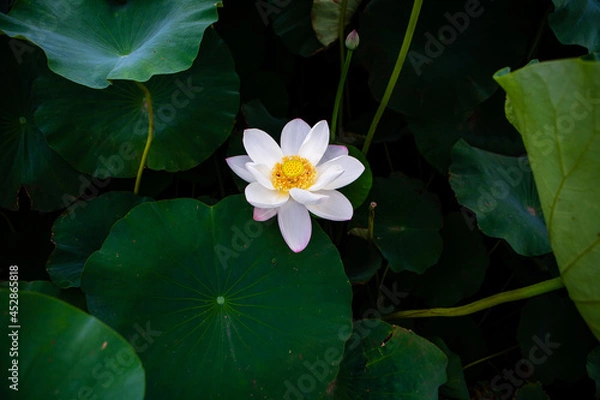 Obraz 진흙에서 자라지만 정갈한 연꽃