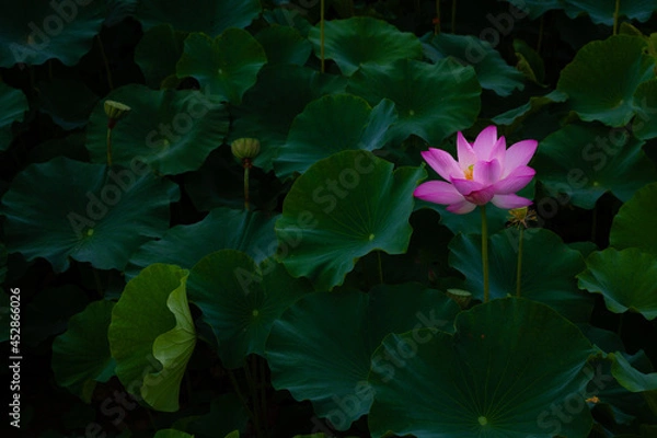 Obraz 진흙에서 자라지만 정갈한 연꽃