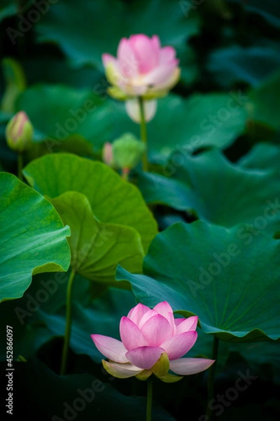 Obraz 진흙에서 자라지만 정갈한 연꽃