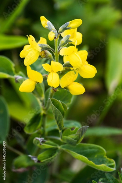 Fototapeta センダイハギ