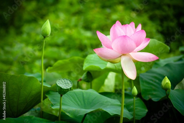 Obraz 진흙에서 자라지만 정갈한 연꽃