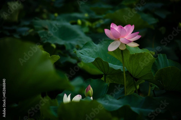 Obraz 진흙에서 자라지만 정갈한 연꽃