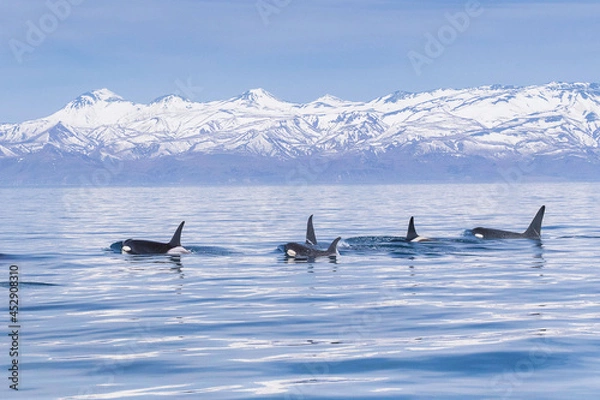 Obraz 【北海道】知床の海に回遊する野生のシャチ（北海道羅臼沖）