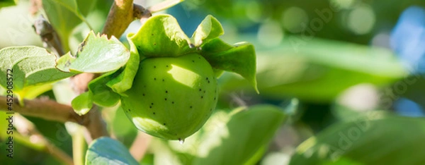 Fototapeta unripe persimmon on branch in the sun, fruit close-up