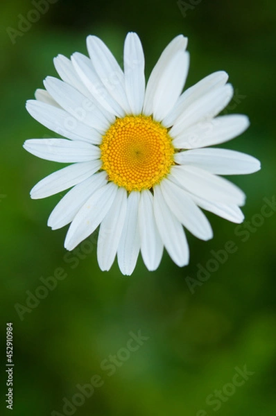 Obraz Oxeye Daisy isolated