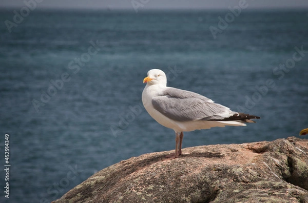 Obraz seagull on the rocks