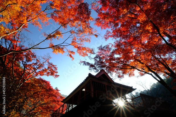 Obraz 朝日に輝く紅葉