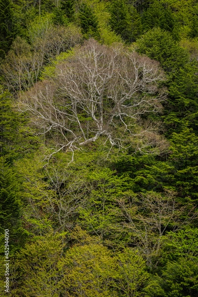 Obraz 次々と芽吹いていく新緑とダケカンバの森