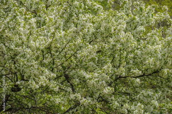 Obraz 満開に咲き乱れた小梨の白い花々