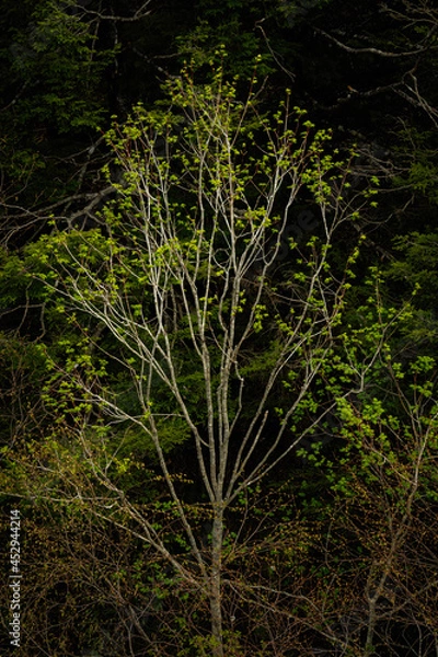 Obraz 次々と新緑の葉を広げていく高原の木々