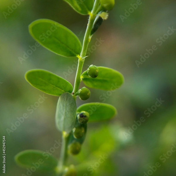 Fototapeta gale of the wind, stonebreaker or seed-under-leaf.