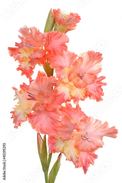 Obraz gladiolus on white background