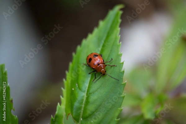 Obraz ladybug on leaf