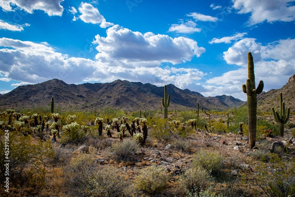 Fototapeta Desert in Buckeye, Arizona