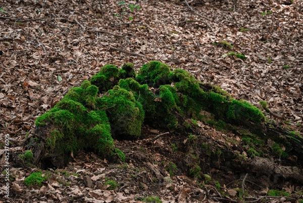Obraz green moss on the ground