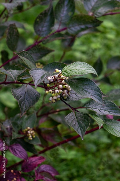 Obraz butterfly on a flower