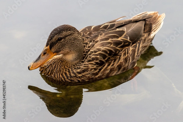 Obraz duck on the water