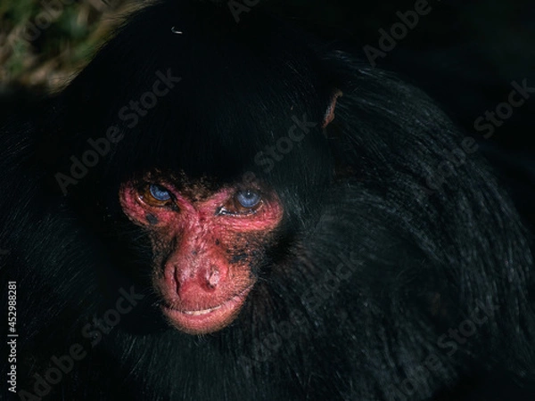 Fototapeta Macaco-aranha. Macaco aranha Primata endêmico do Brasil em perigo de extinção. Amazônia, Brasil