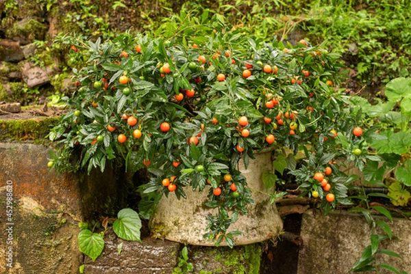 Obraz jerusalem cherry, beautiful but its berries are poisonous