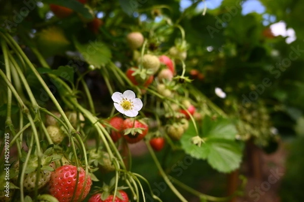 Fototapeta strawberry flowers in summer