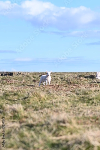 Fototapeta lamb in spring