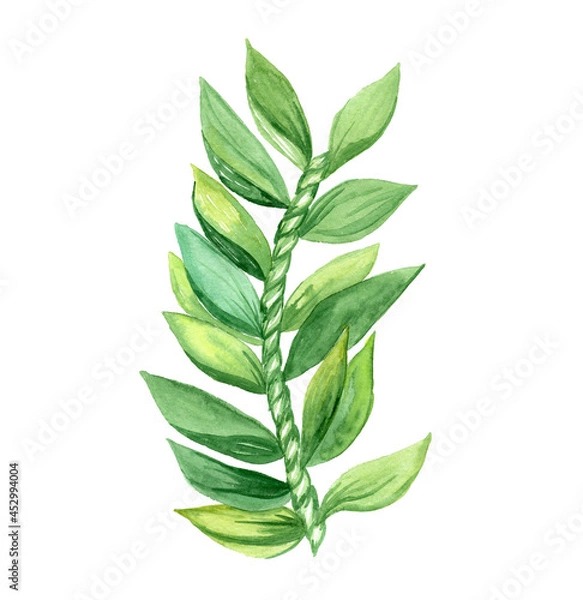 Fototapeta Watercolor ti leaf weave branch isolated on white