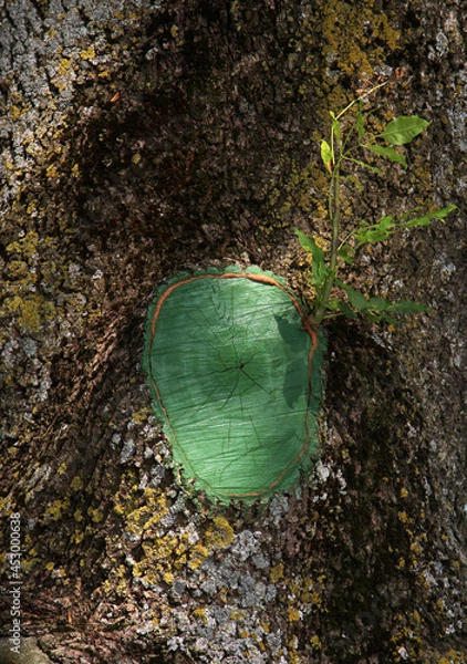 Obraz sawn off branch