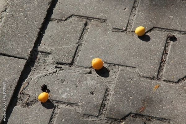 Obraz apricots on the ground