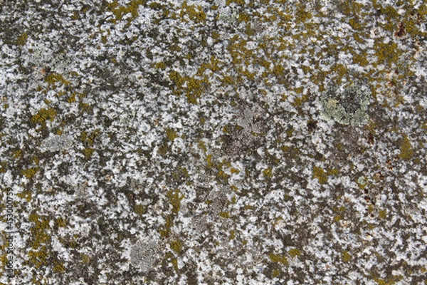 Obraz lichen on the rock