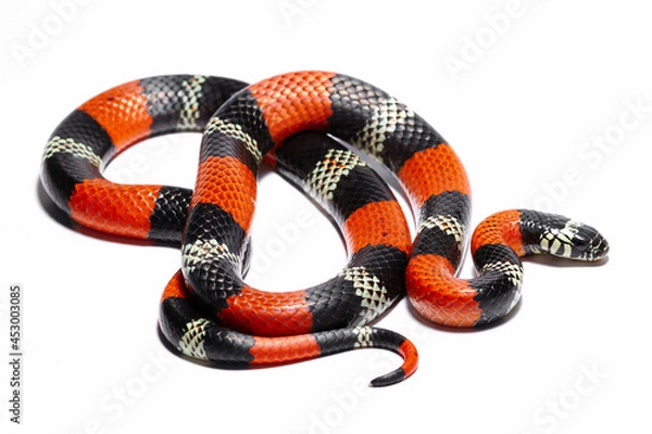 Fototapeta red coral snake
