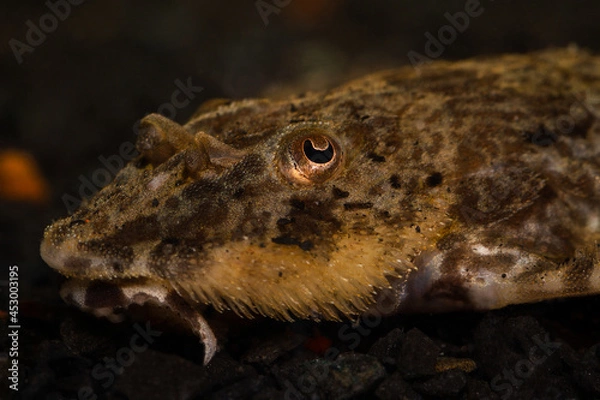 Fototapeta bearded pleco