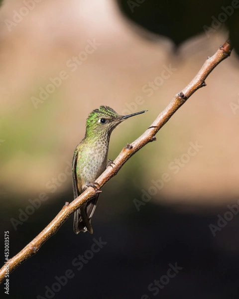 Fototapeta Hummingbird in a brench picaflor