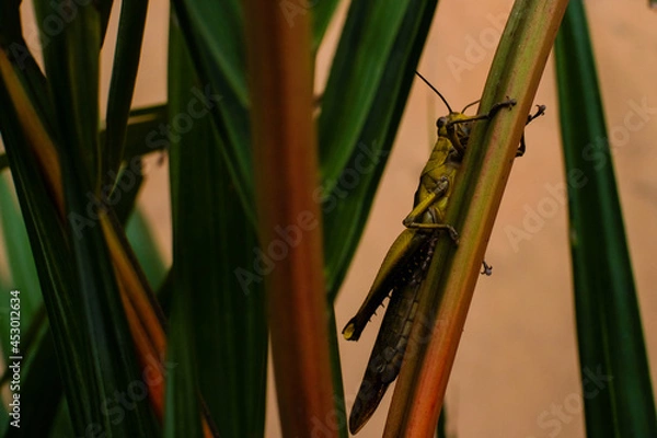 Obraz grasshopper on the grass