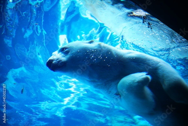 Obraz 動物園の人気者