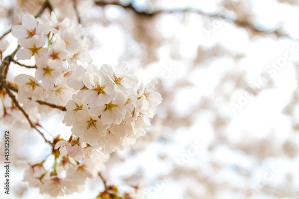 Obraz 臥竜公園 ソメイヨシノ