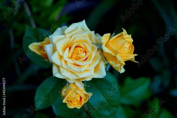 Obraz 黄色いバラ