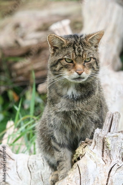 Fototapeta Scottish Wild cat