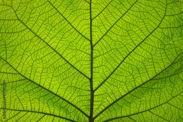 Obraz Extreme close up texture of green leaf veins